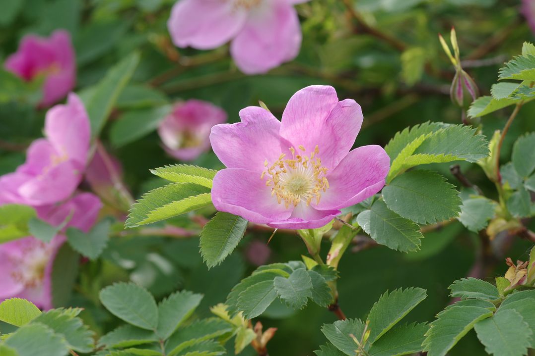 Изображение особи Rosa pendulina.