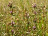 Gentianella acuta. Верхушки побегов с цветками и бутонами. Магаданская обл., Ольский р-н, Ольское шоссе, заброшенное поле. 29.08.2015.