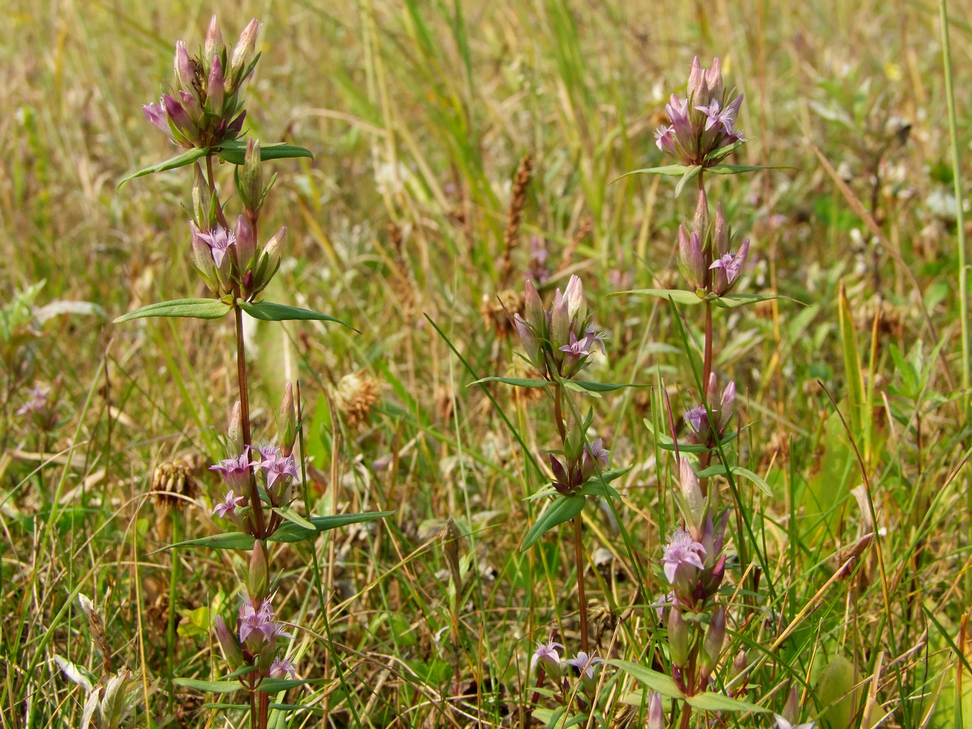 Image of Gentianella acuta specimen.