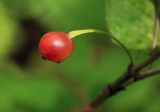 Lonicera glehnii