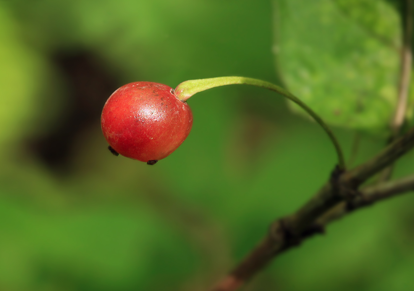 Image of Lonicera glehnii specimen.