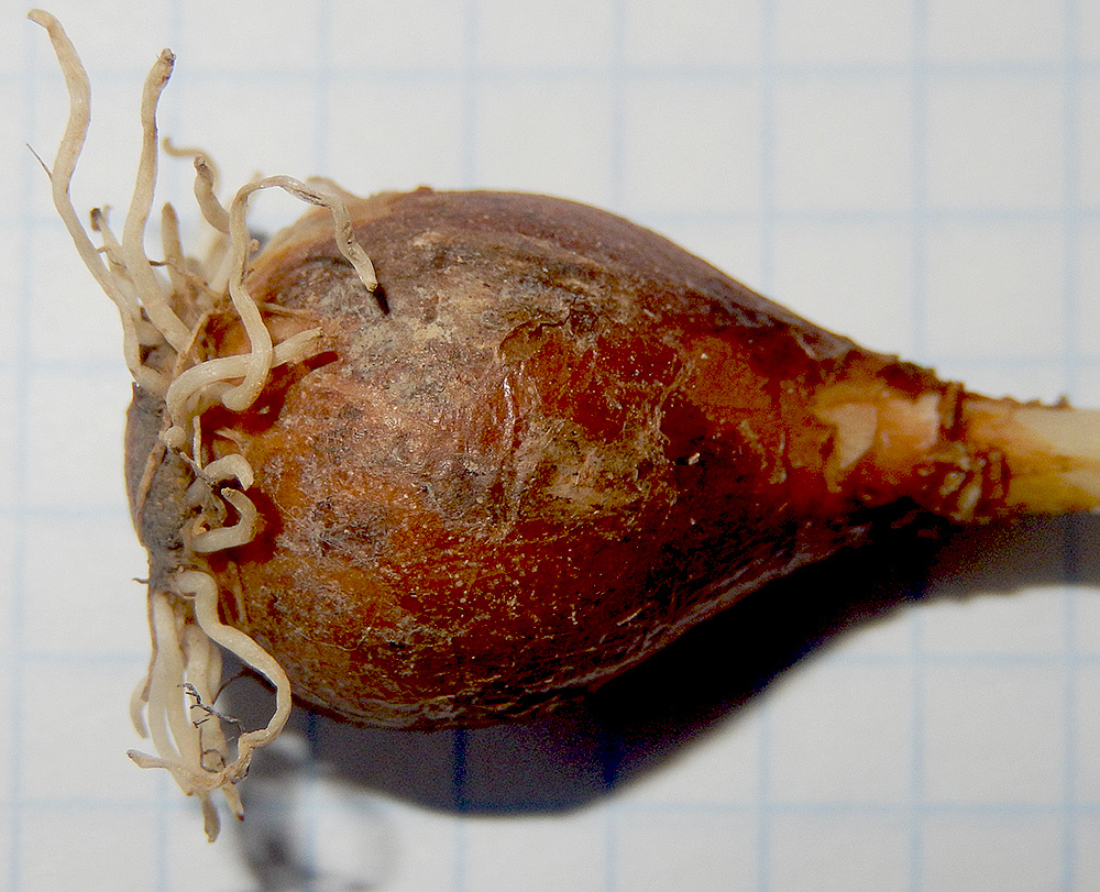 Image of Scilla bifolia specimen.