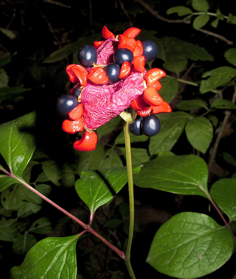 Image of Paeonia obovata specimen.
