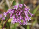 Tulbaghia simmleri