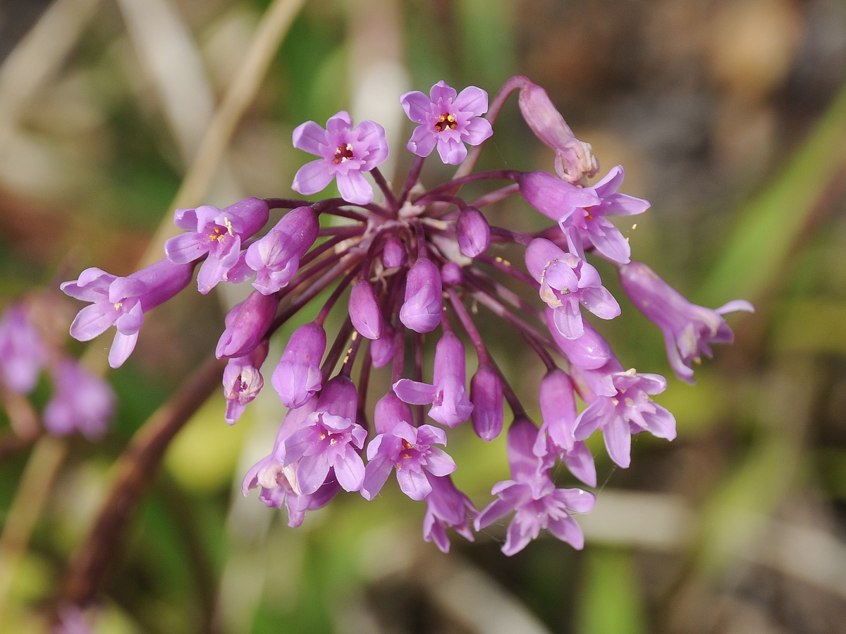 Изображение особи Tulbaghia simmleri.