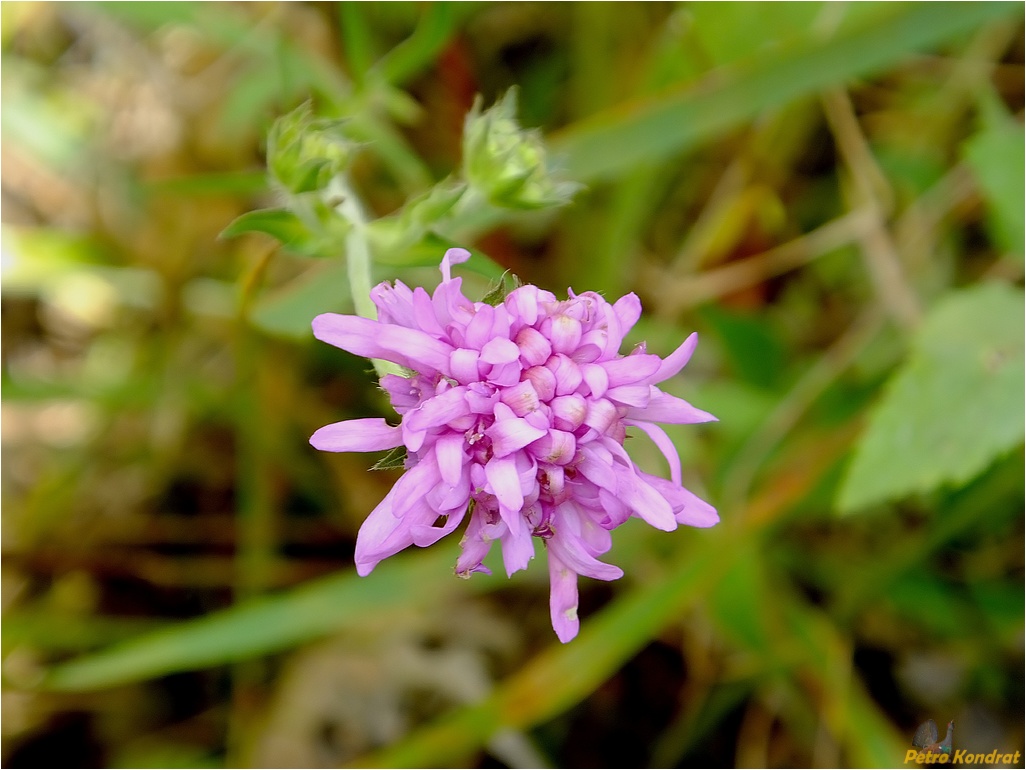 Image of genus Knautia specimen.
