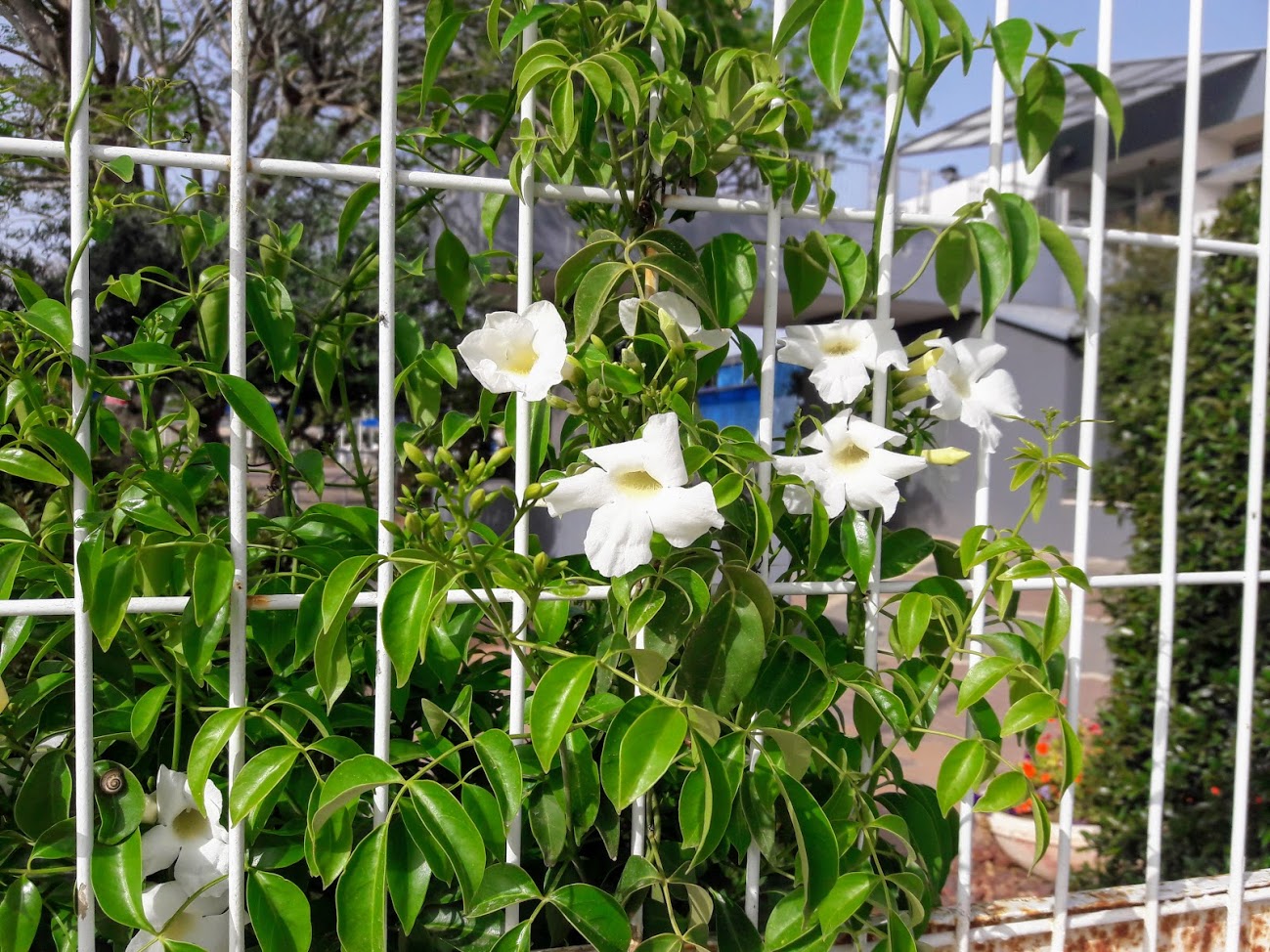 Изображение особи Pandorea jasminoides.