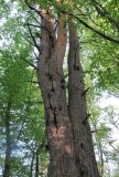 Pinus sylvestris ssp. hamata