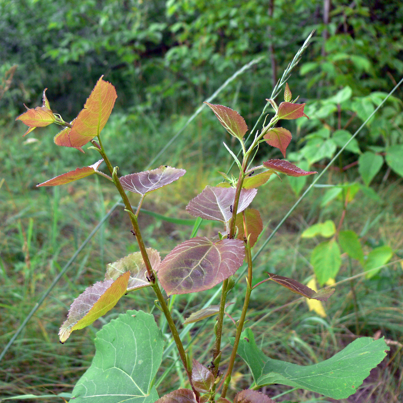 Image of Populus tremula specimen.
