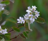 Amelanchier spicata. Верхушка ветви с цветками. Московская обл., Раменский р-н, окр. ж.-д. платформы Хрипань, просека под ЛЭП. 16.05.2017.
