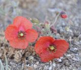 Papaver rhoeas