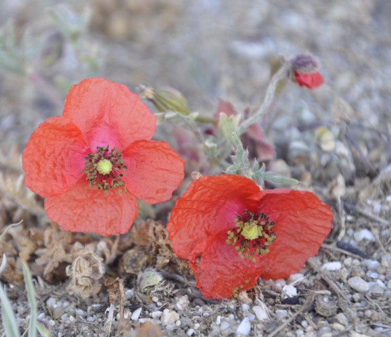Изображение особи Papaver rhoeas.