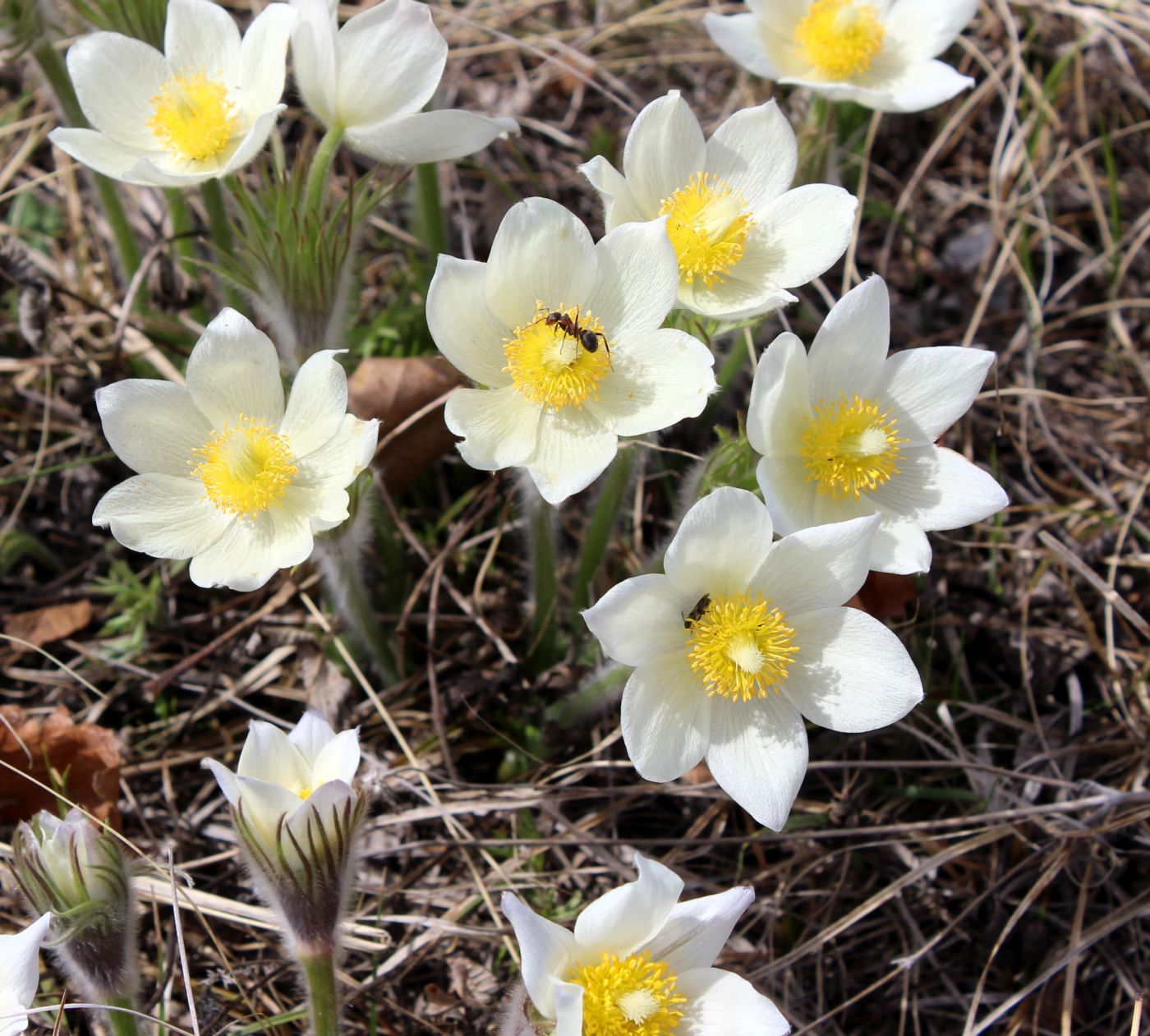 Image of Pulsatilla patens specimen.