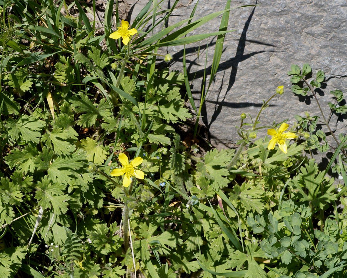 Изображение особи Ranunculus oxyspermus.