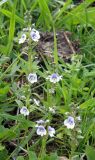 Veronica serpyllifolia. Верхушки цветущих растений. Ярославская обл., Переславский р-н, с. Большая Брембола, луг у р. Ветлянка. 08.06.2017.