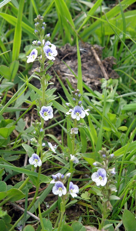 Изображение особи Veronica serpyllifolia.