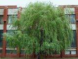 Salix &times; sepulcralis