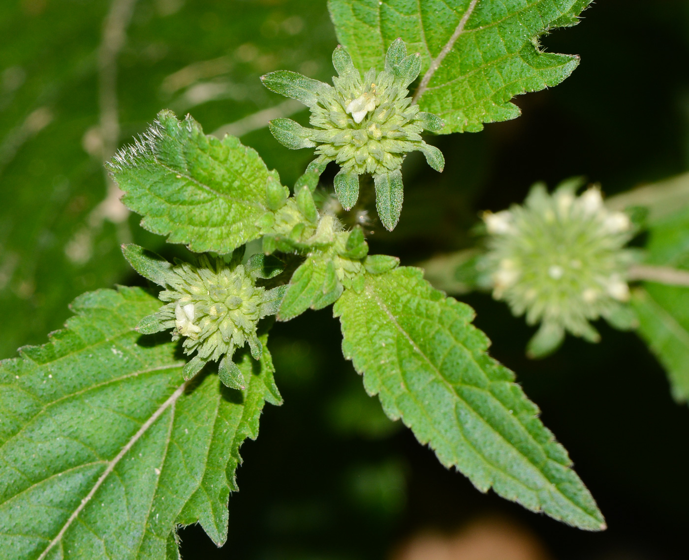 Изображение особи Hyptis capitata.