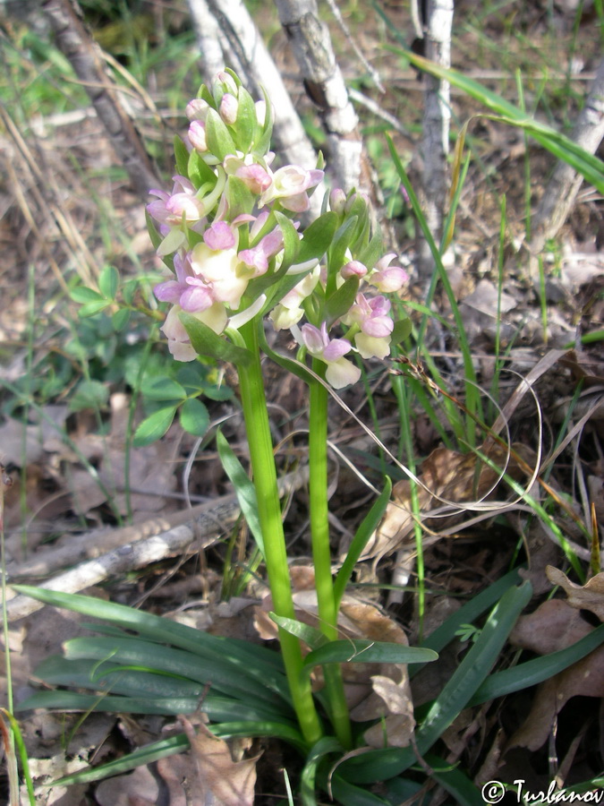 Изображение особи Dactylorhiza romana.