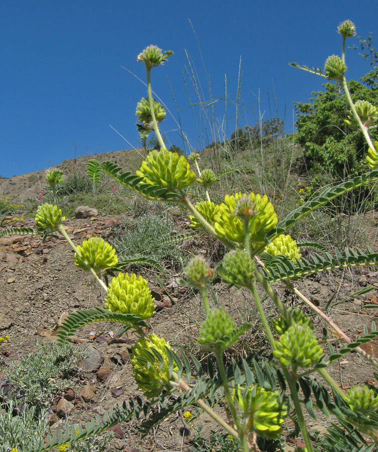 Изображение особи Astragalus ponticus.