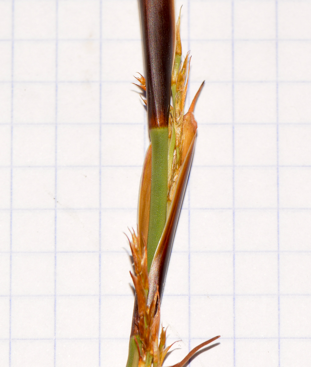 Image of Elegia tectorum specimen.