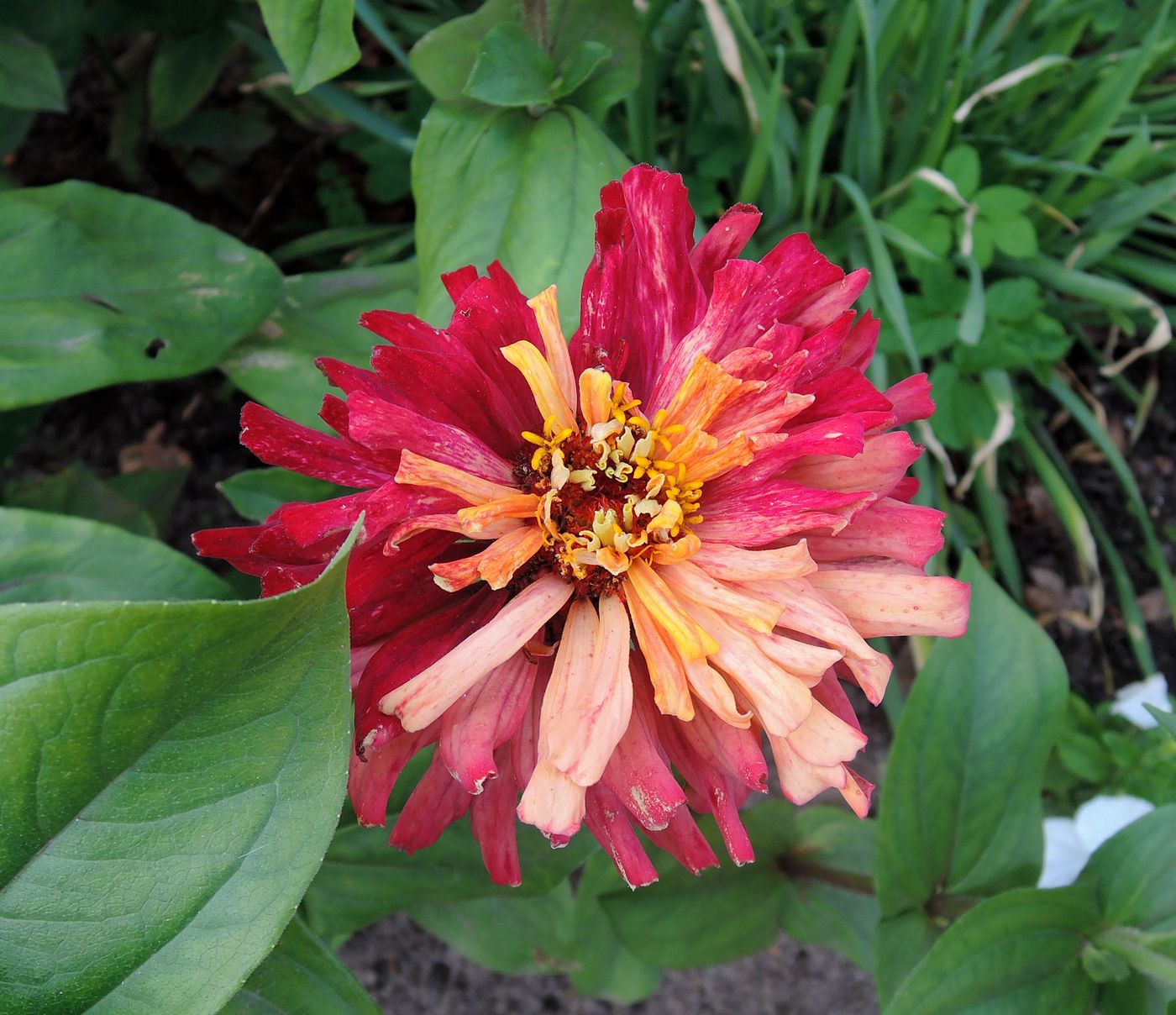 Изображение особи Zinnia elegans.