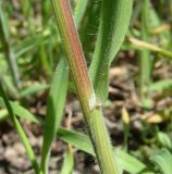 Anisantha tectorum