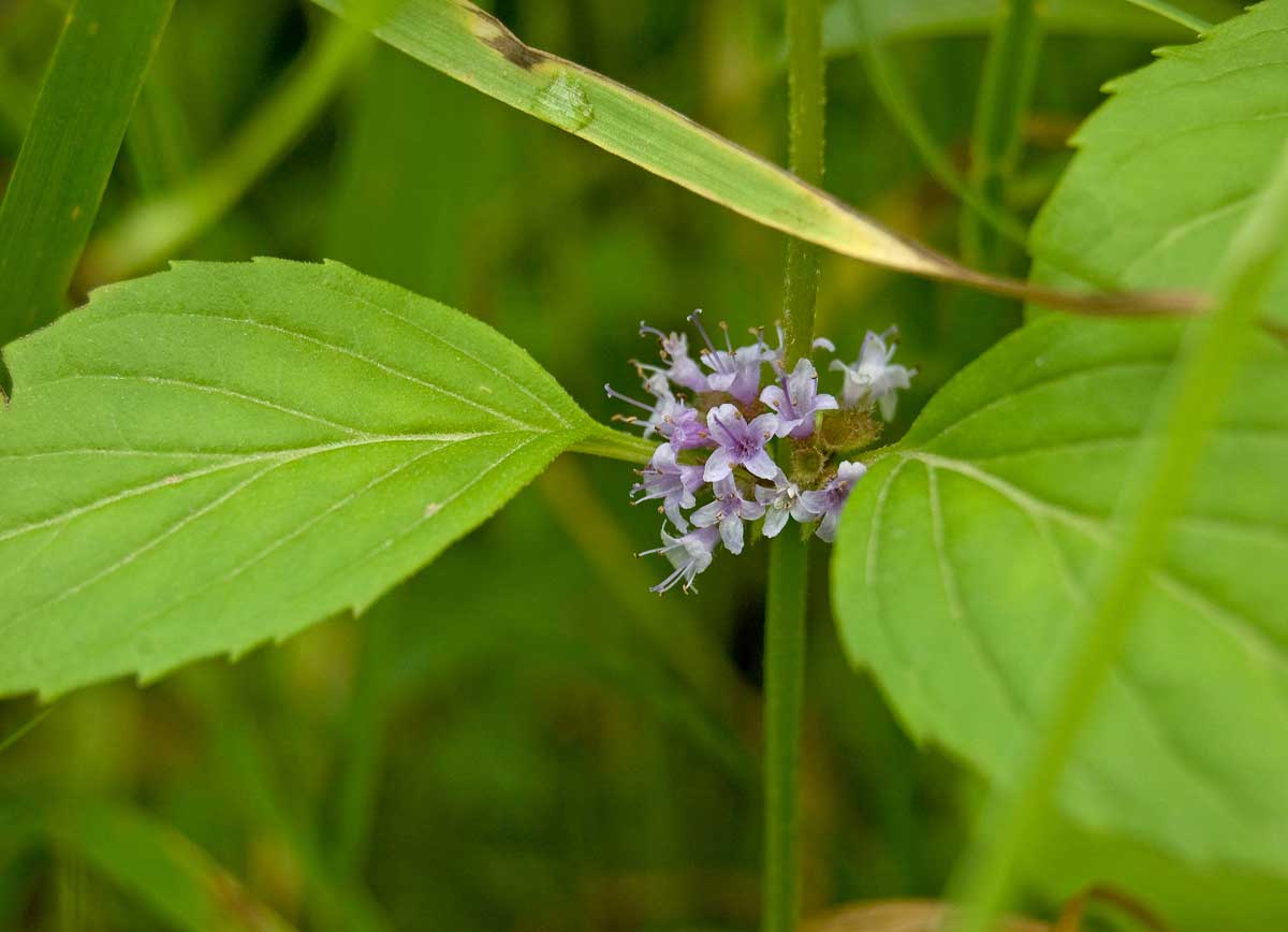 Image of Mentha arvensis specimen.