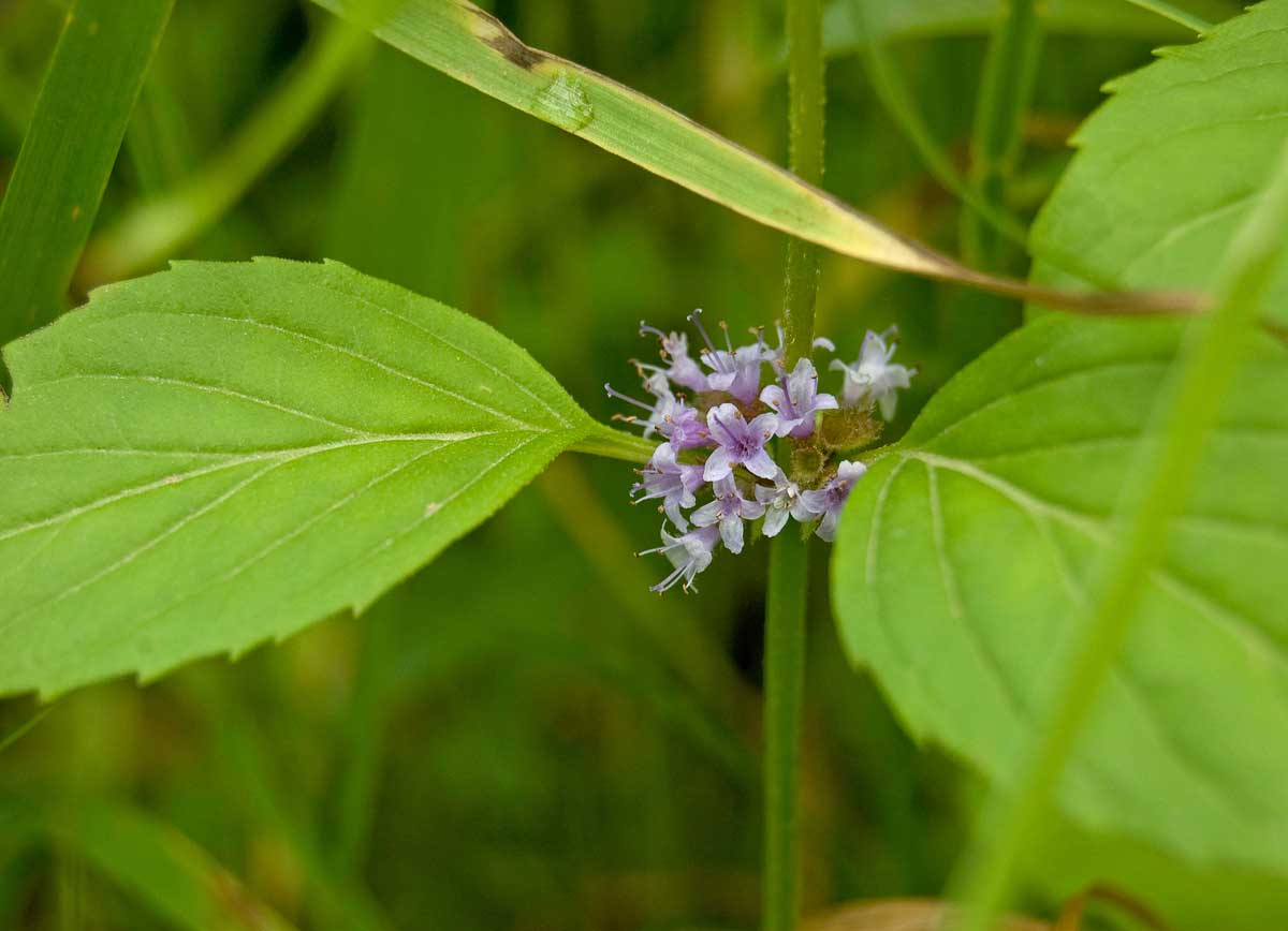 Изображение особи Mentha arvensis.