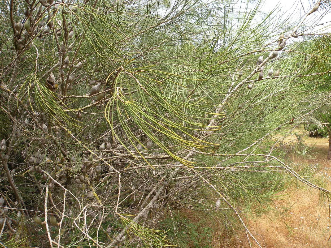 Изображение особи Hakea orthorrhyncha.