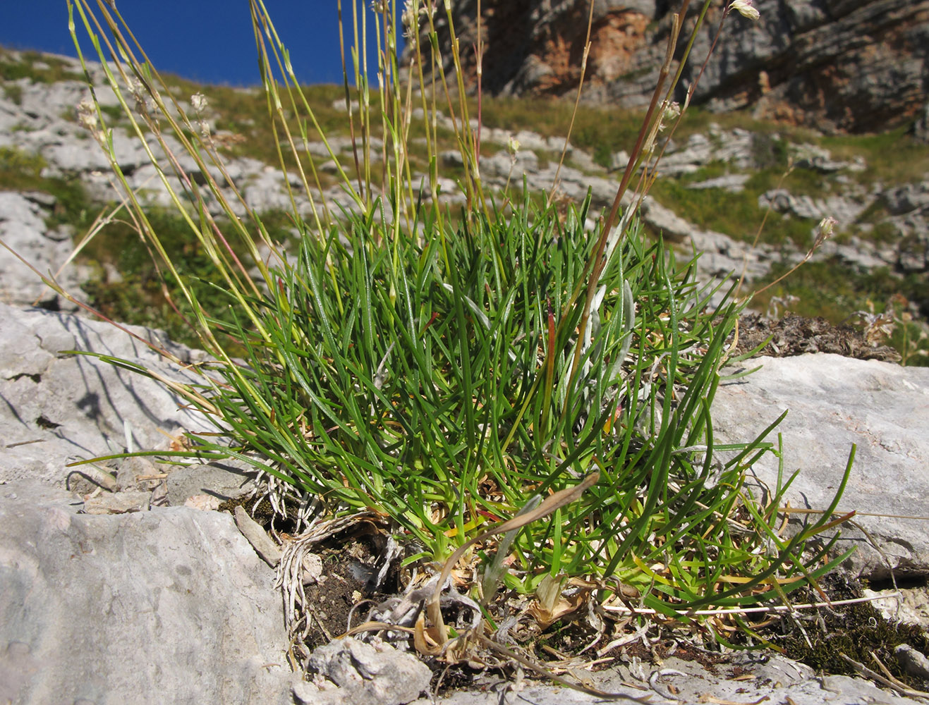 Image of Gypsophila tenuifolia specimen.