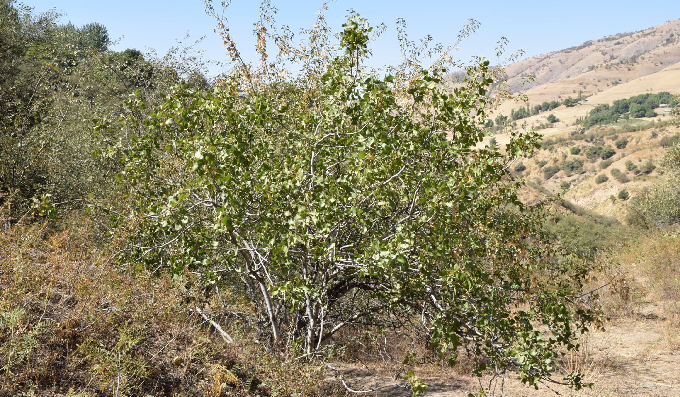 Image of Pistacia vera specimen.