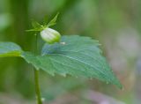 Viola uniflora. Верхушка плодоносящего растения. Республика Алтай, Шебалинский р-н, окр. с. Камлак, правый борт долины р. Сема, сосновый лес. 01.06.2017.
