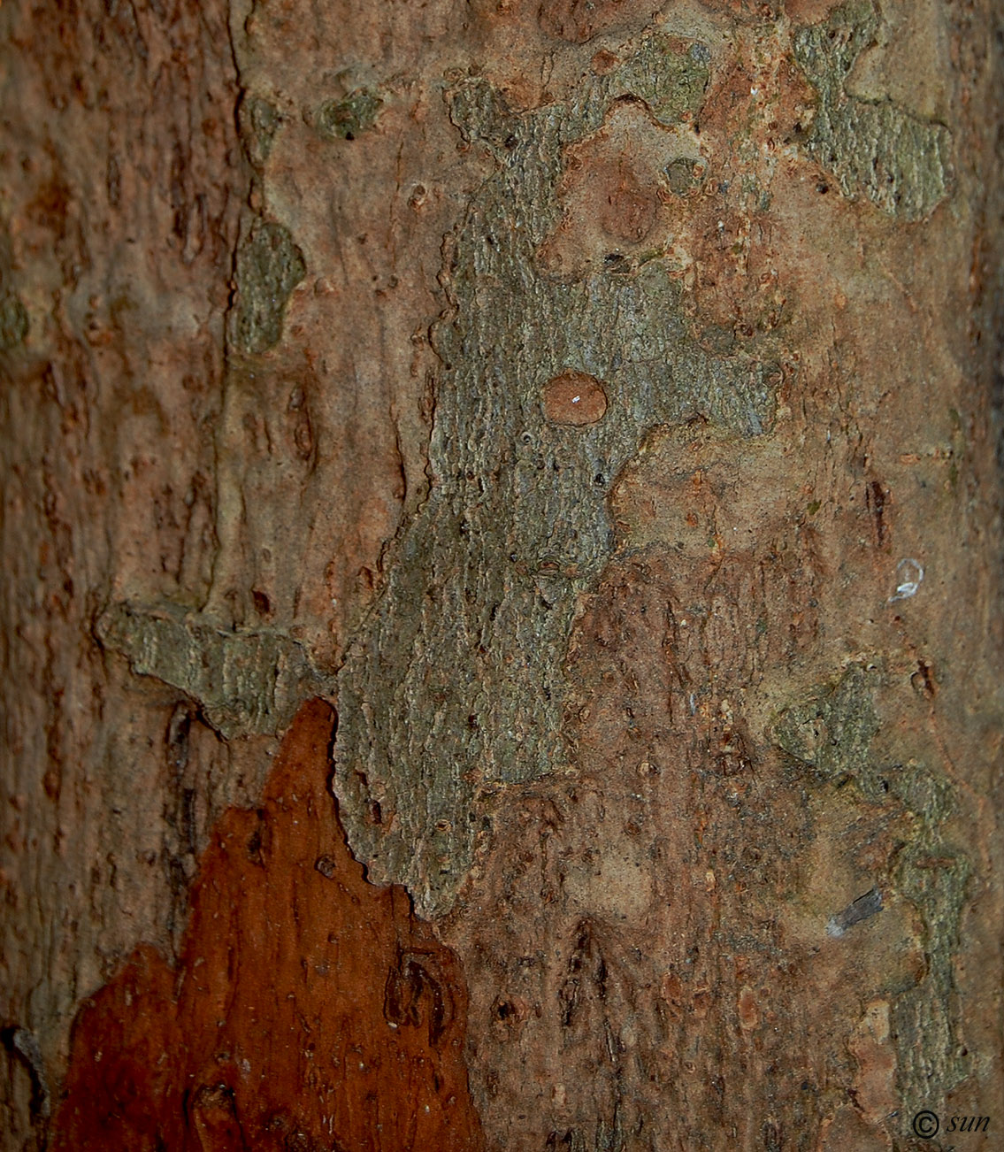 Image of Eriobotrya japonica specimen.