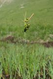 Carex panicea. Верхушка побега с колосками. Кабардино-Балкария, Эльбрусский р-н, долина р. Ирикчат, ок. 2600 м н.у.м., сырое место. 28.07.2017.