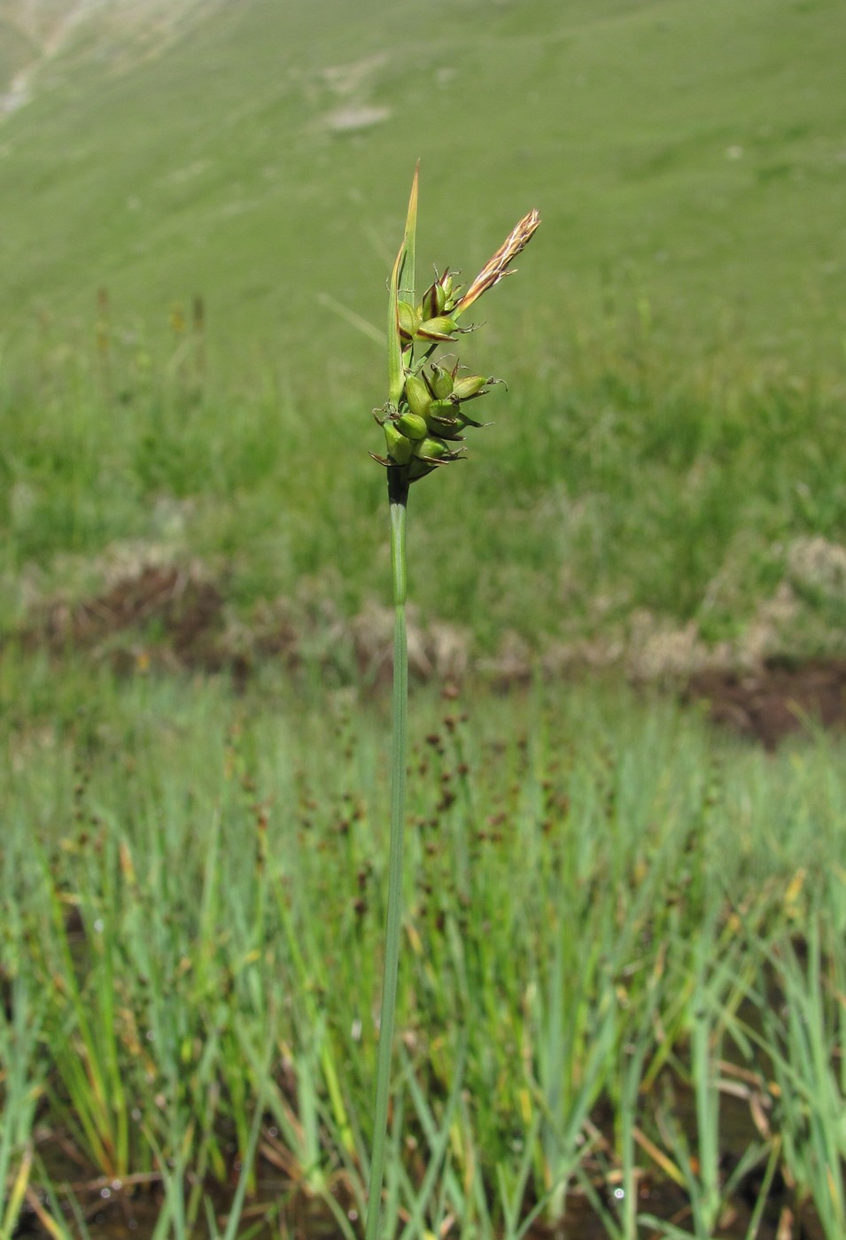 Изображение особи Carex panicea.