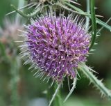 Dipsacus fullonum. Соцветие. Московская обл., Одинцовский р-н, г. Кубинка, пустырь. 30.09.2017.