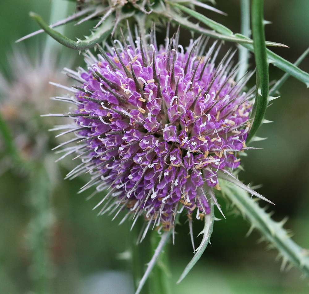 Изображение особи Dipsacus fullonum.