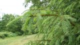 Picea abies