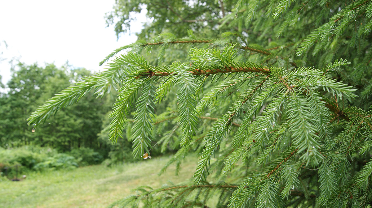 Image of Picea abies specimen.