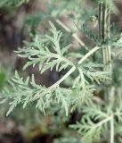 Artemisia sieversiana. Лист. Бурятия, окр. пгт Гусиноозерск, песчаная сухая степь. 11.07.2014.