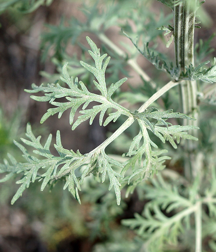 Image of Artemisia sieversiana specimen.