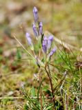 Gentianella propinqua. Верхушка цветущего растения. Чукотка, побережье бухты Провидения. 06.08.2014.