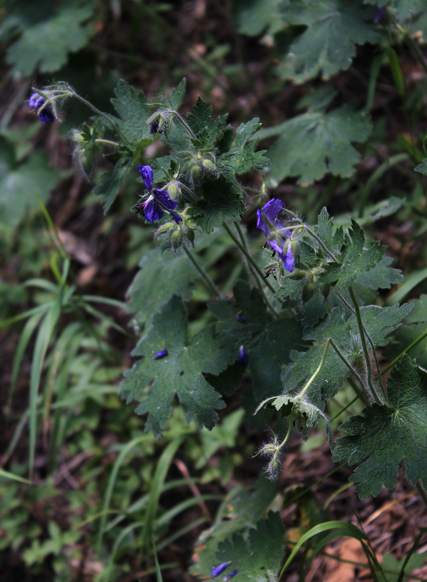 Изображение особи Geranium platypetalum.