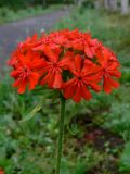 Lychnis chalcedonica