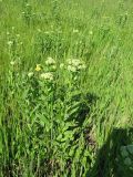 Cardaria draba. Растения с бутонами. Украина, Одесская обл., Овидиопольский р-н, окр. пгт Большая Долина. Брошенные земельные участки. 02 05 2010 г.