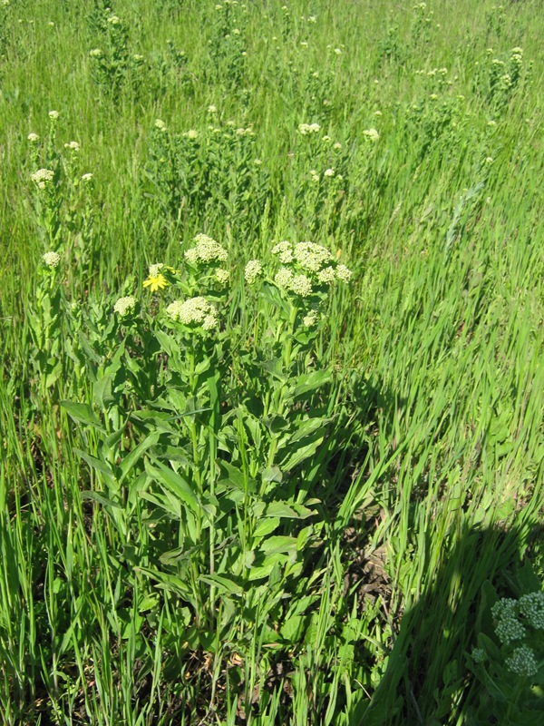 Image of Cardaria draba specimen.