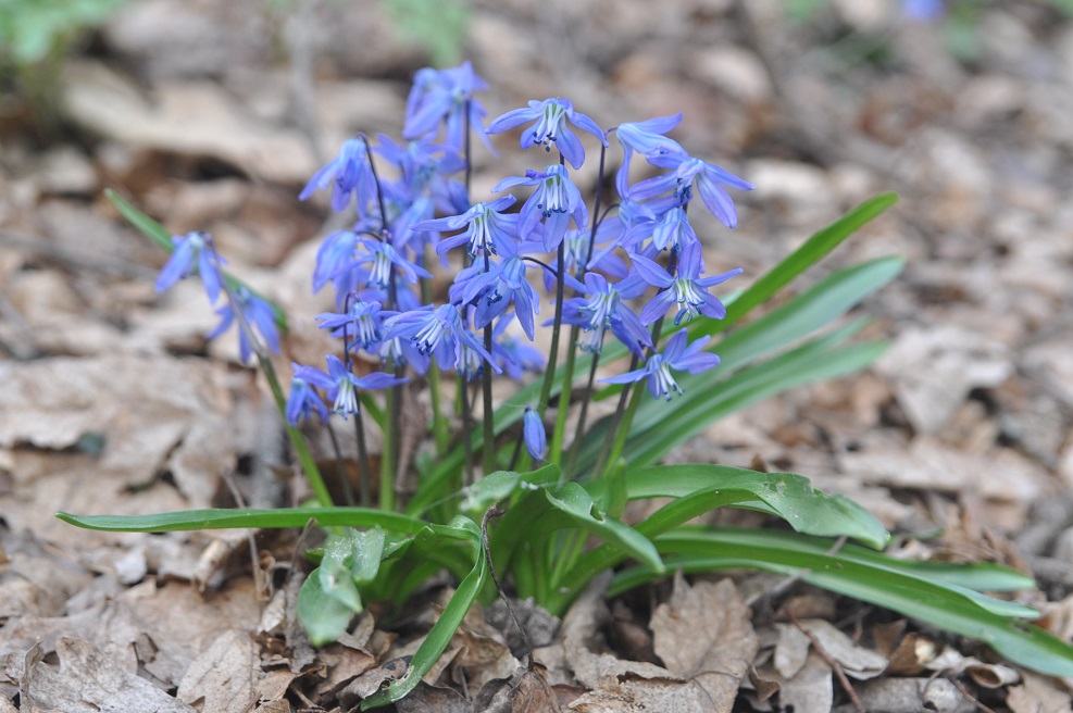 Изображение особи Scilla siberica.