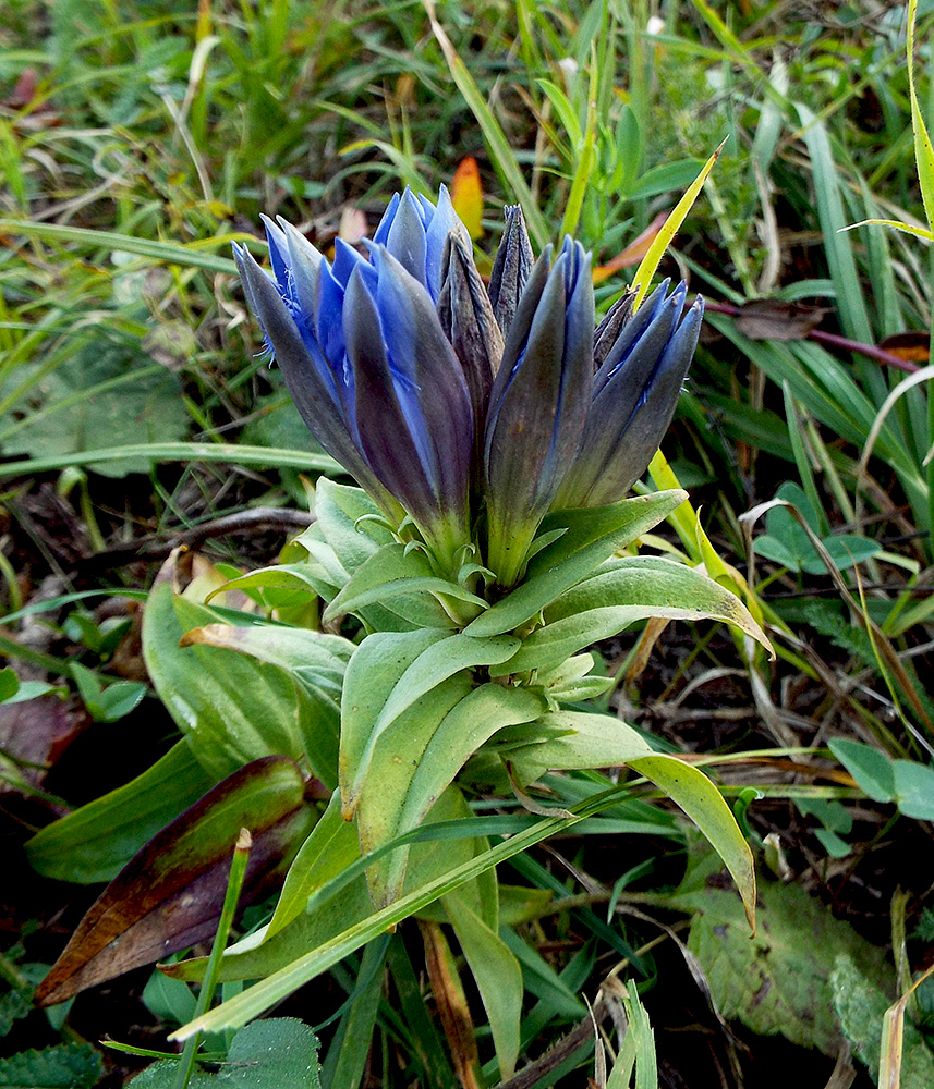 Image of Gentiana septemfida specimen.