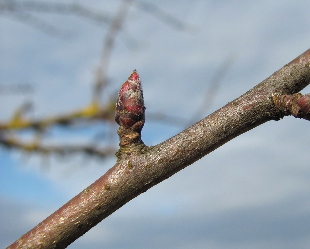 Изображение особи Malus orientalis.